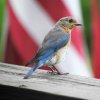 Patriotic Bluebird